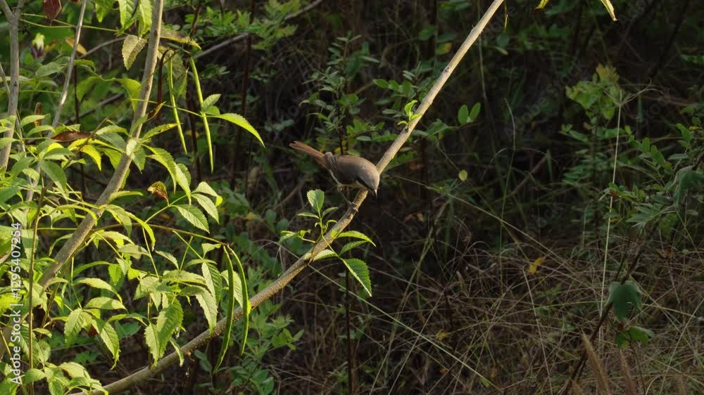 Brown shrike perches on a branch. Brown shrike perches on a branch.