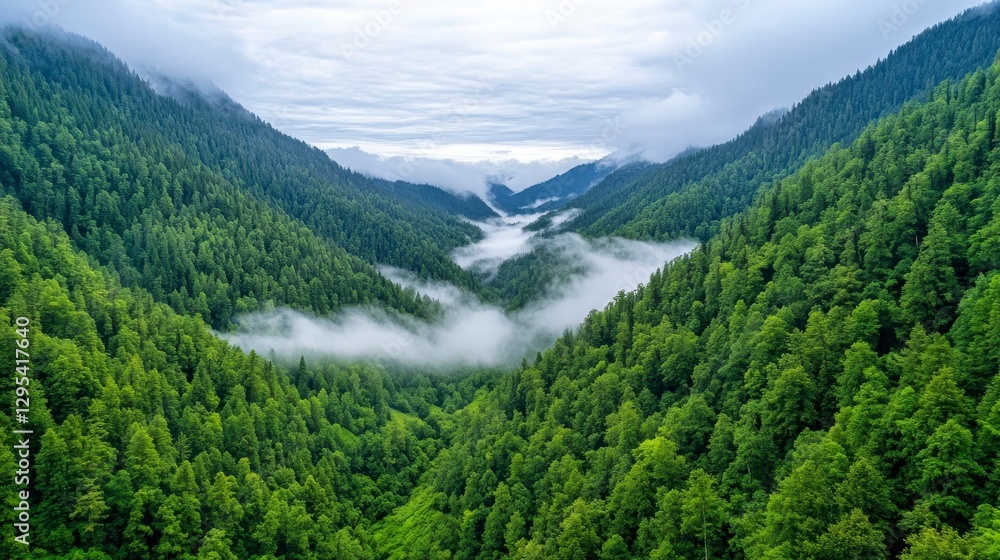 Obraz premium Lush Green Valley with Misty Fog in Dense Forest Landscape