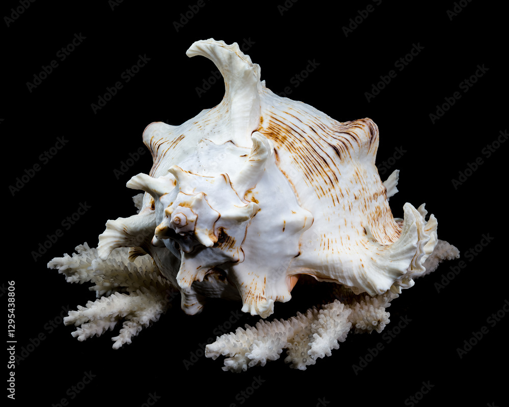 Ramose Murex Shell on white coral black background Ramose Murex Shell on white coral black background