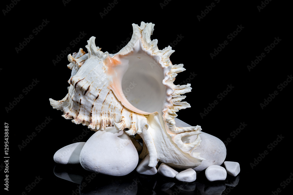 Ramose Murex Shell on white Rocks black background Ramose Murex Shell on white Rocks black background