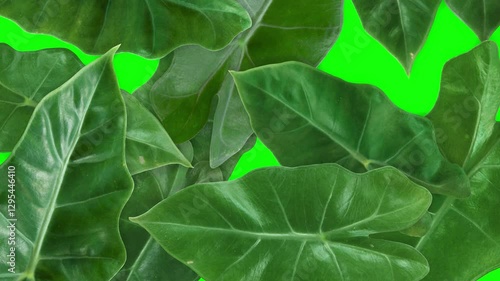 Alocasia amazonica sanderiana plant leaves transition on green screen background