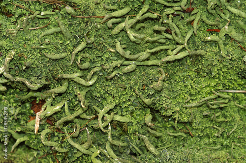 Closeup on an aggregation of green Cladonia coniocraea lichen on a tree stumb photo