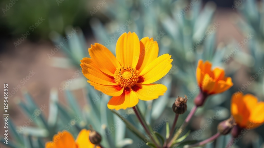 A vibrant orange flor del desierto in full bloom, surrounded by other similar flowers and green foliage. A vibrant orange flor del desierto in full bloom, surrounded by other similar flowers and green foliage.
