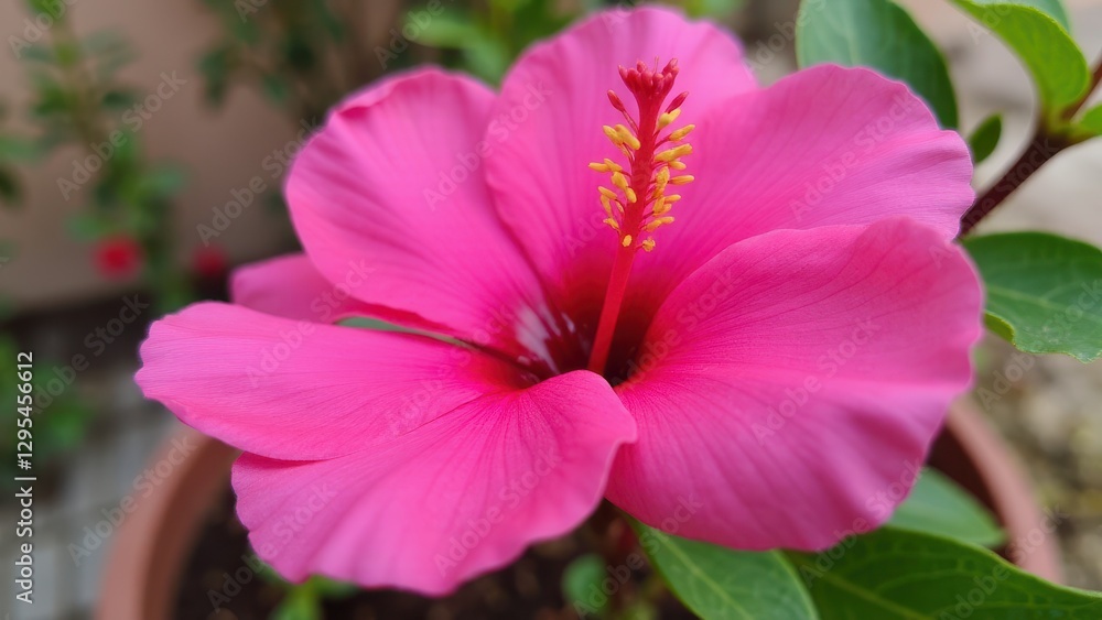 A vibrant pink flower with delicate petals and a prominent yellow stamen. A vibrant pink flower with delicate petals and a prominent yellow stamen.