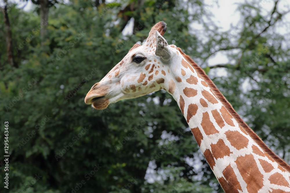 Obraz premium giraffe at the zoo walking grazing eating on ground with trees around
