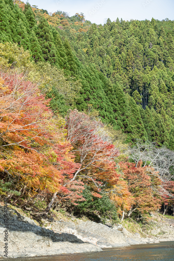 Autumn foliage along a riverbank. at Hozugawa River Autumn foliage along a riverbank. at Hozugawa River