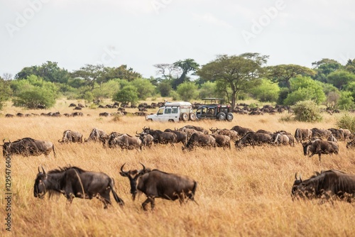Wildlife Safari Observing the Great Wildebeest Migration, Serengeti, Tanzania, Africa
