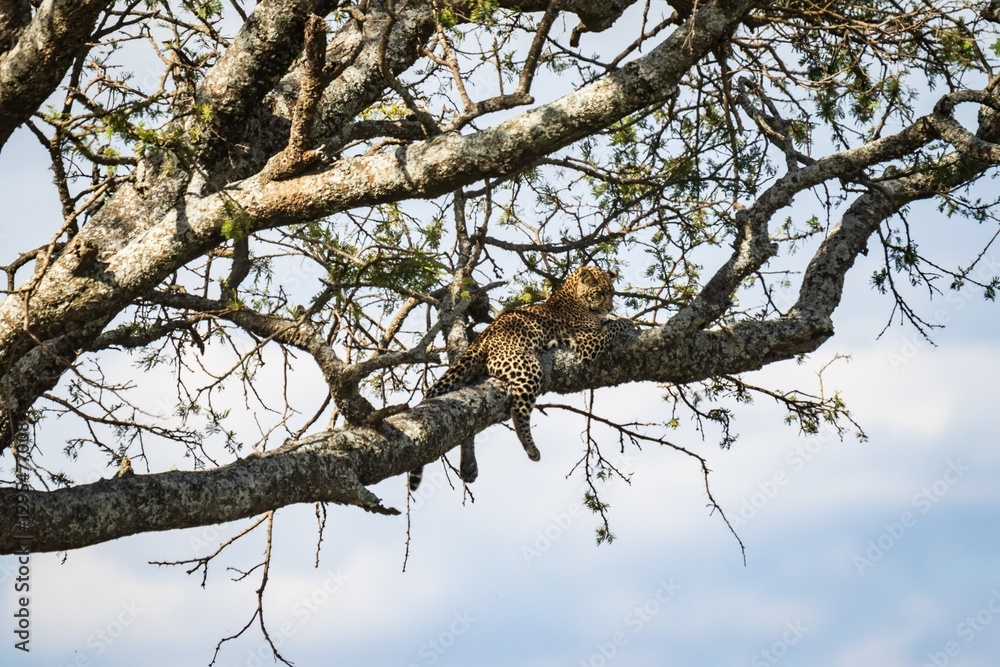 Leopard Resting High: A Moment of Wild Serenity, Serengeti, Tanzania, Africa Leopard Resting High: A Moment of Wild Serenity, Serengeti, Tanzania, Africa