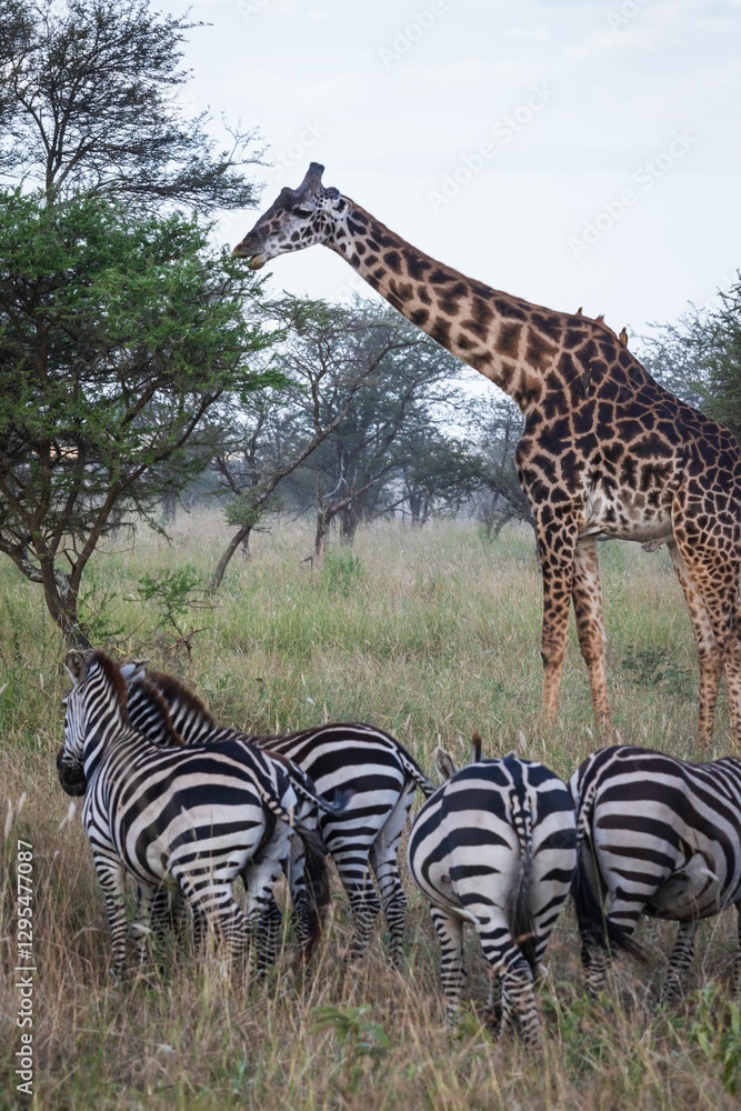 Fototapeta premium Giraffe Standing Among a Herd of Zebras in the Wild, Serengeti, Tanzania, Africa