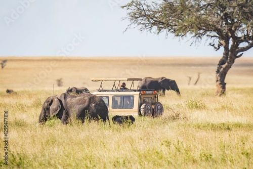 Photography Encountering Giants: Elephants and Safari in the African Plains, Serengeti, Tanz
