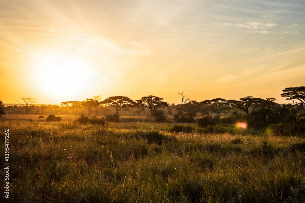 Obraz premium Golden Sunset over the Serengeti Plains, Tanzania, Africa