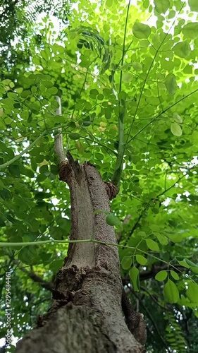 Moringa tree or merage, Moringa oleifera. is a type of plant that has health benefits.