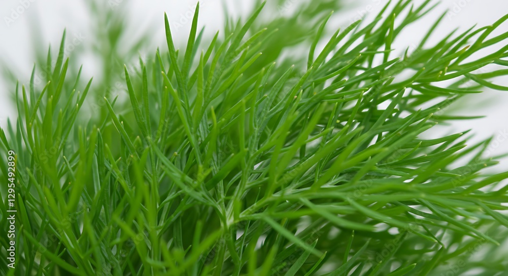 green grass isolated on white green grass isolated on white