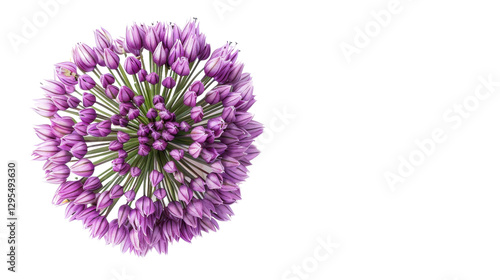 Blooming purple allium flower head on transparent background