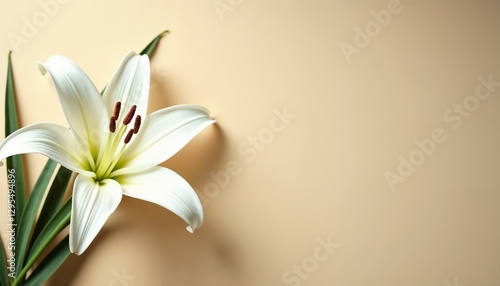 Aesthetic minimalist shot of a single white lily on a beige background for Palm Sunday