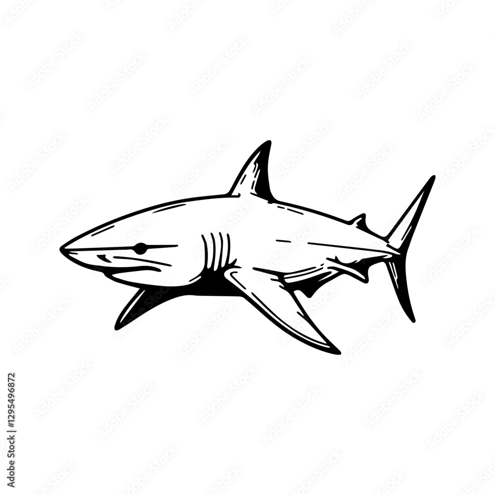 Fototapeta premium a illustration of shark