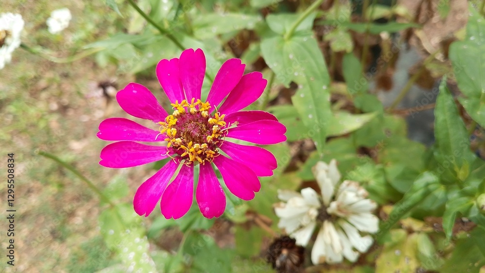 Fototapeta premium Beautiful pink Zinnia Flower in Bloom – Macro Photography. Close-Up of a Fresh pink Zinnia Flower with Petal Details. Elegant pink Zinnia Flower Isolated in Nature. Bright pink Zinnia Blossom