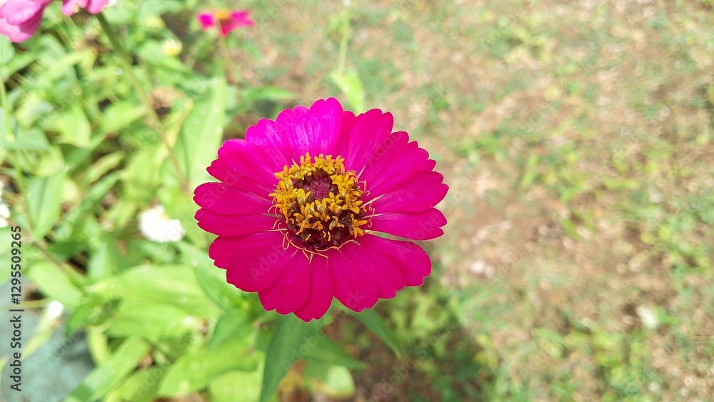 Obraz premium Beautiful pink Zinnia Flower in Bloom – Macro Photography. Close-Up of a Fresh pink Zinnia Flower with Petal Details. Elegant pink Zinnia Flower Isolated in Nature. Bright pink Zinnia Blossom