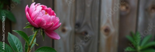 Pink peony stem with multiple buds against wooden fence , nature, buds, pink