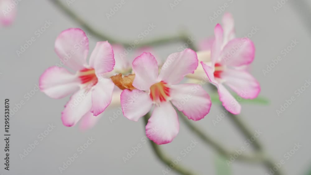 Bouquet of bright pink and white frangipani flowers. Bouquet of bright pink and white frangipani flowers.
