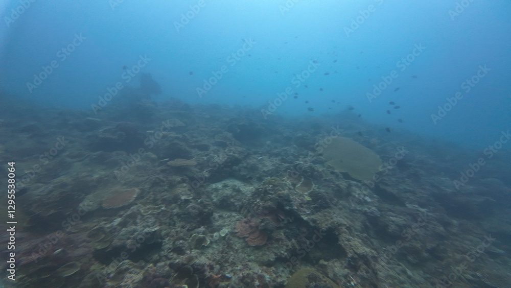 Underwater sea ocean water with beautiful diverse corals and fishes swimming Underwater sea ocean water with beautiful diverse corals and fishes swimming