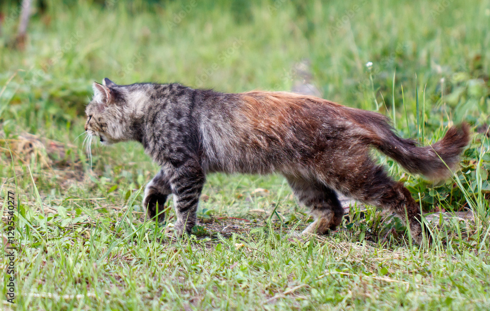 Fototapeta premium A cat is walking through a grassy field