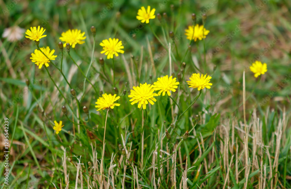 Fototapeta premium A bunch of yellow flowers are growing in a field