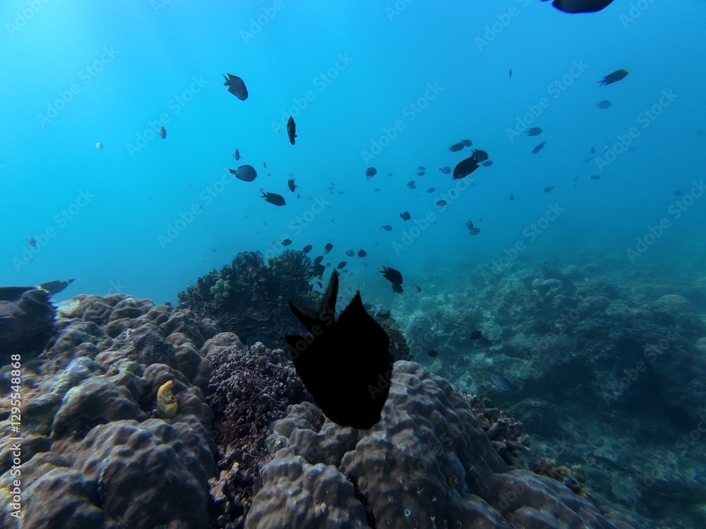 Fototapeta premium Underwater sea ocean water with beautiful diverse corals and fishes swimming 