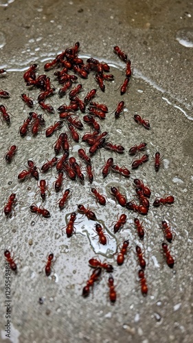  Ants Moving Along a Wet Cement Floor with Puddles After the Rain