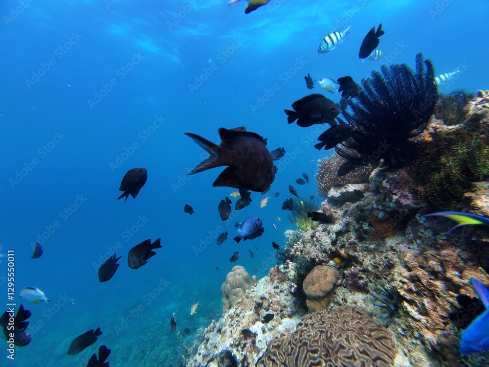 Obraz premium Underwater sea ocean water with beautiful diverse corals and fishes swimming 