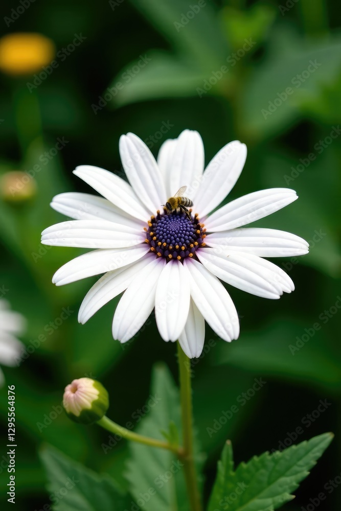 Fototapeta premium White echinacea flower with a small bee and some leaves in the background, flora, flowers