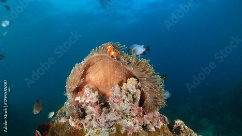 Wallpaper Mural Underwater sea ocean water with beautiful diverse corals and fishes swimming  Torontodigital.ca