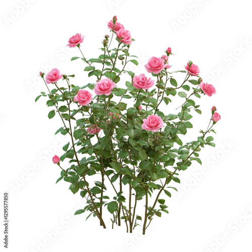 Pink Rose Bush Blooming Abundantly Vibrant Colors Nature Beauty