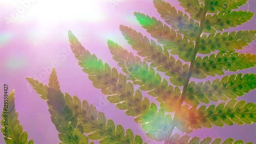 Close-up of green fern branch with rainbow sunbeams against pink-purple sky. Rainbow sunbeams illuminate plant texture. Beautiful nature in the morning or evening hours. 4K video.
