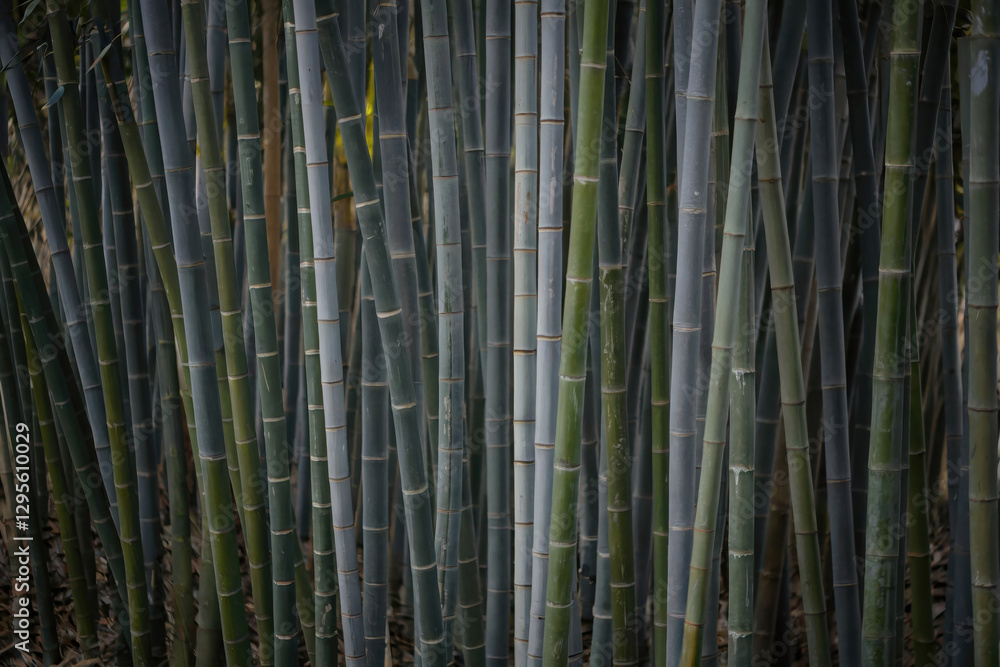 Bamboo Forest with Green and Brown Bamboo Stems Bamboo Forest with Green and Brown Bamboo Stems