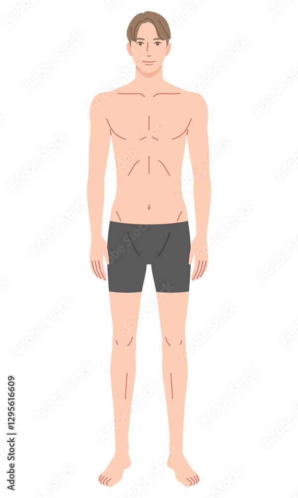Fototapeta premium 男性 体型 骨格モデル