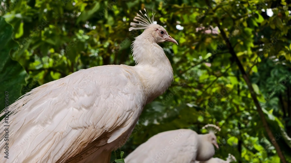 Fototapeta premium Elegant White Peacock Posing in Lush Greenery