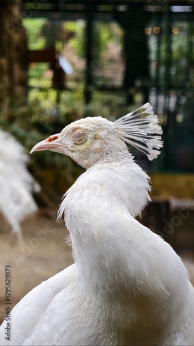 Close-Up of a White Peacock with Elegant Plumage