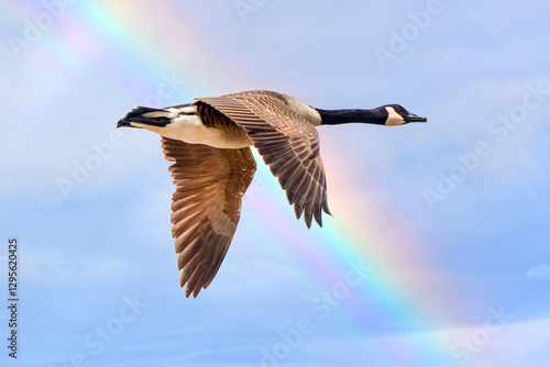 Closeup of a Canadian Goose flying in the clouds with a rainbow