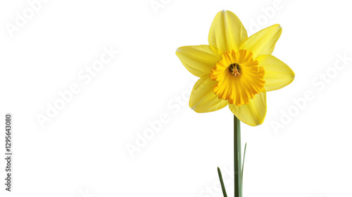 Wallpaper Mural Yellow daffodil blooming on transparent background Torontodigital.ca