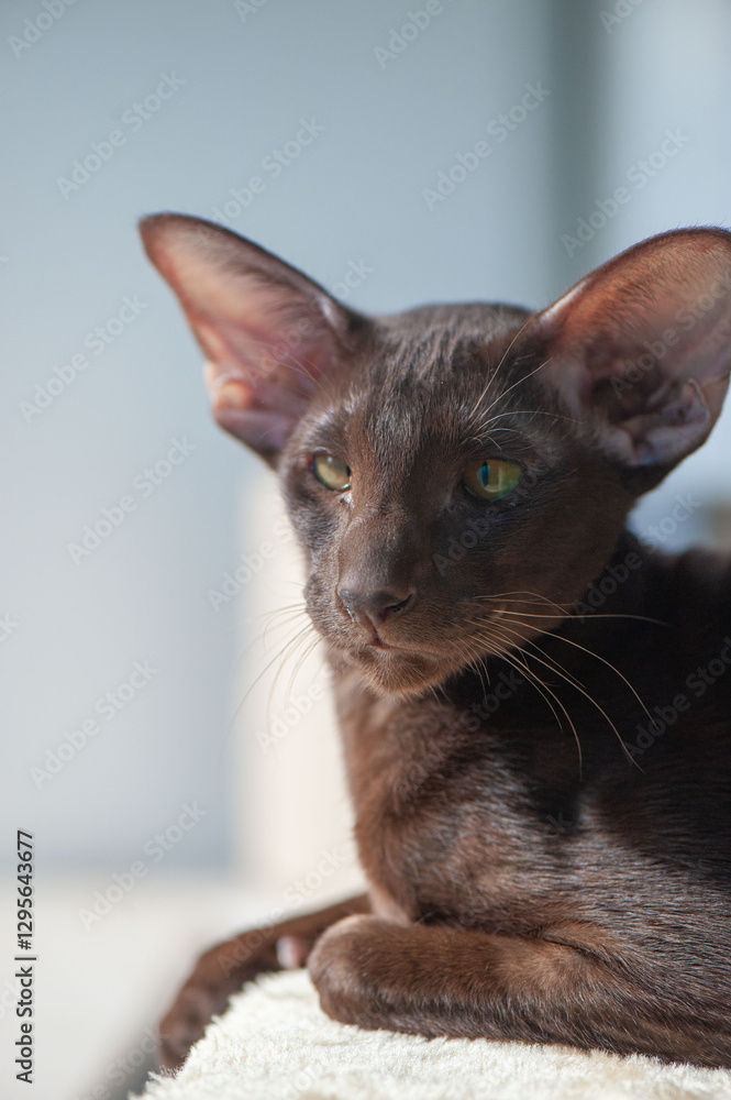 Naklejka premium A chocolate Oriental Shorthair cat squints in the sunlight, playfully showing its teeth while resting on a soft surface.