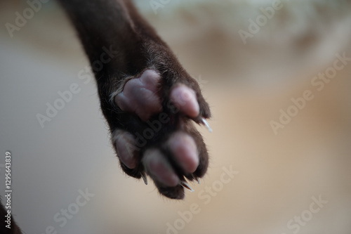 Wallpaper Mural Detailed close-up of a cat's paw showing soft pink pads and sharp extended claws against a blurred warm background. Torontodigital.ca