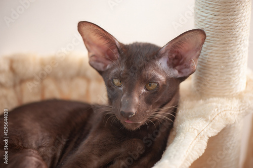Foto A chocolate Oriental Shorthair cat with large ears and striking eyes lounges comfortably on a soft cat tree