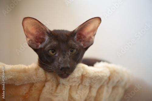 Wallpaper Mural A chocolate Oriental Shorthair cat with large ears and striking eyes lounges comfortably on a soft cat tree. Torontodigital.ca