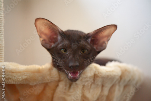 Wallpaper Mural A chocolate Oriental Shorthair cat with large ears and striking eyes lounges comfortably on a soft cat tree. Torontodigital.ca