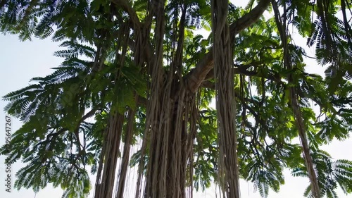 The Majestic Banyan Tree
