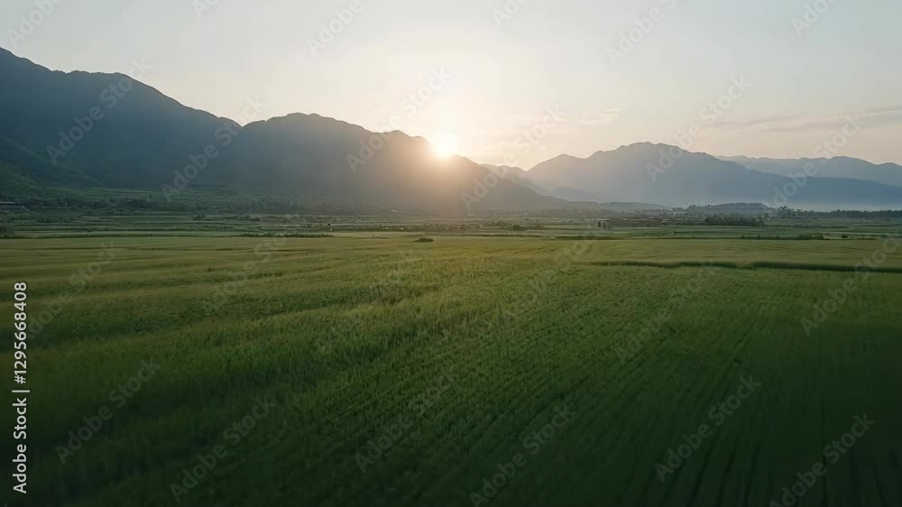 Golden sunlight casts a warm glow over lush green fields in a serene valley at sunset Golden sunlight casts a warm glow over lush green fields in a serene valley at sunset