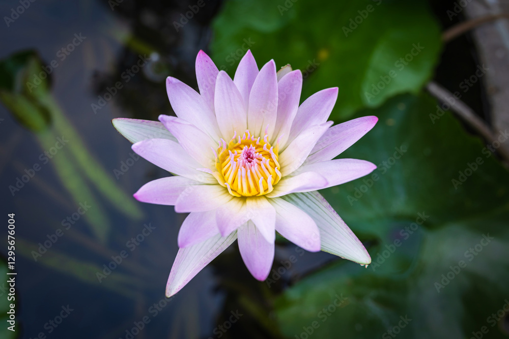 Close-up of the beautiful Pink Lotus flower in blooming, pink water lily in the Summer Lotus Pond