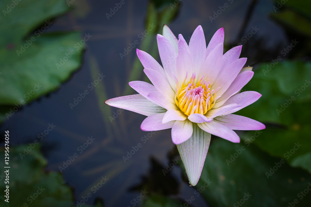Close-up of the beautiful Pink Lotus flower in blooming, pink water lily in the Summer Lotus Pond