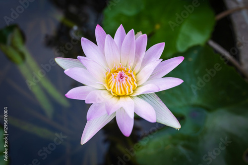 Obraz na płótnie Close-up of the beautiful Pink Lotus flower in blooming, pink water lily in the Summer Lotus Pond w salonie